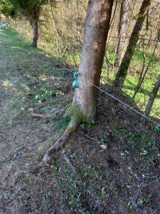 NEODGOVORNI LASTNIKI PSOV, NJIHOVI IZTREBKI IN NEJEVOLJA OBČANOV 1